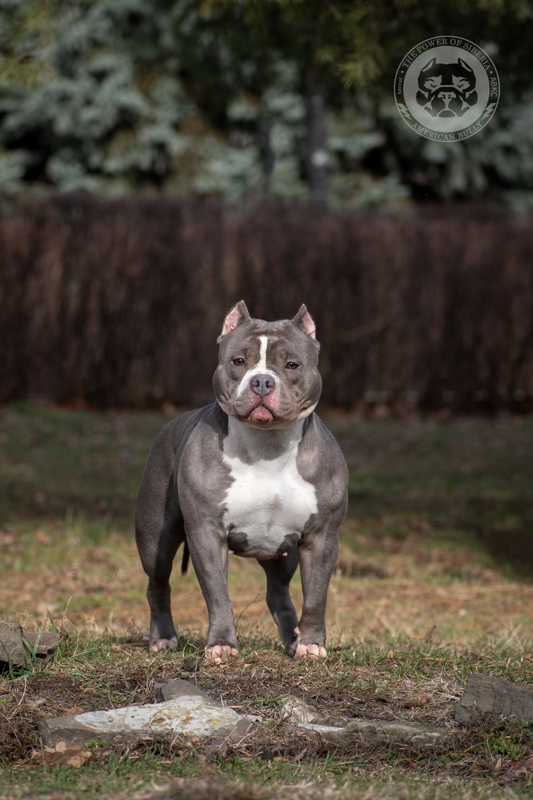 продажа щенков Амбулли в Перми