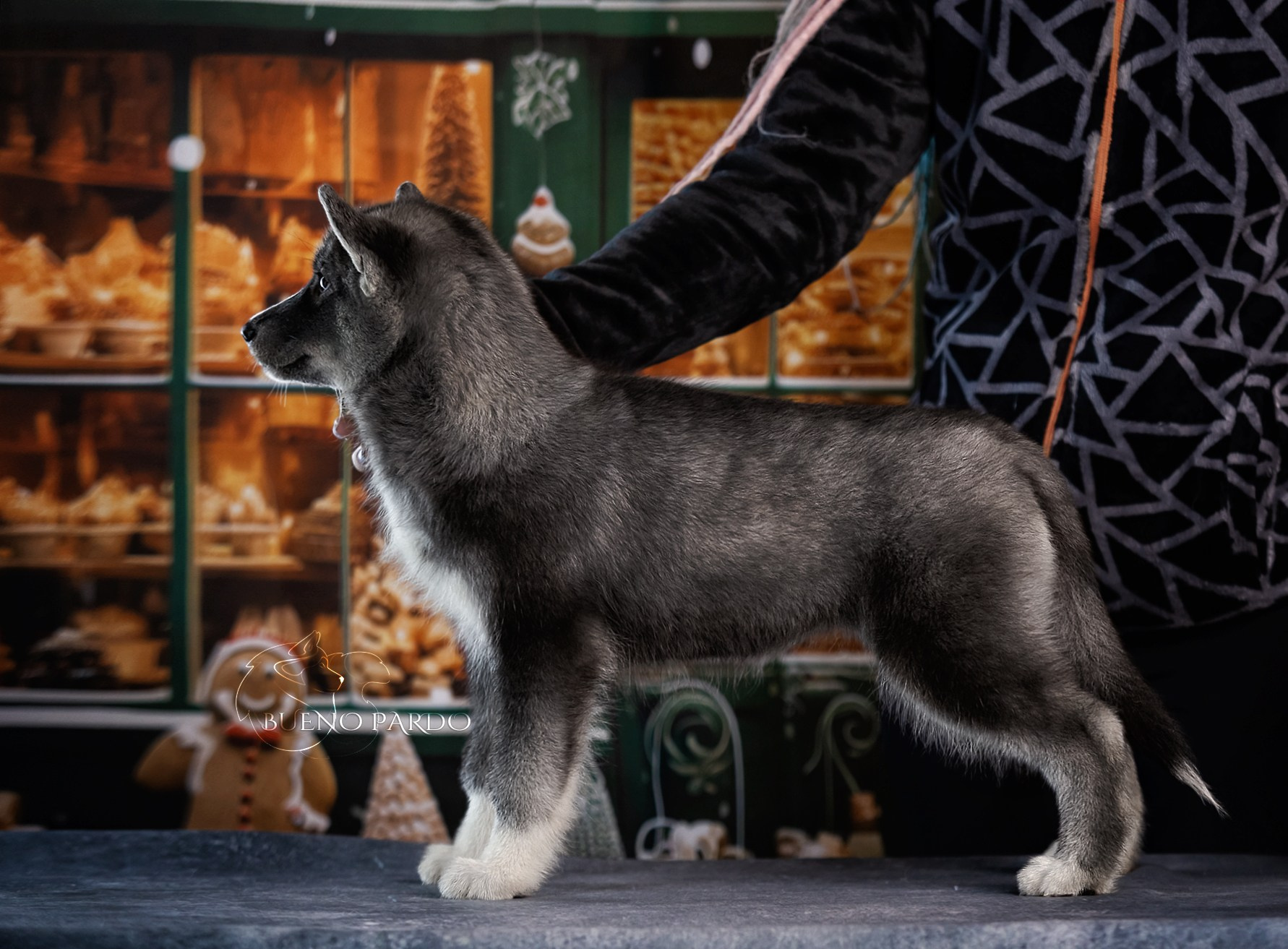 Щенки сибирского хаски из питомника. Питомник собак Акита, Хаски, Корги