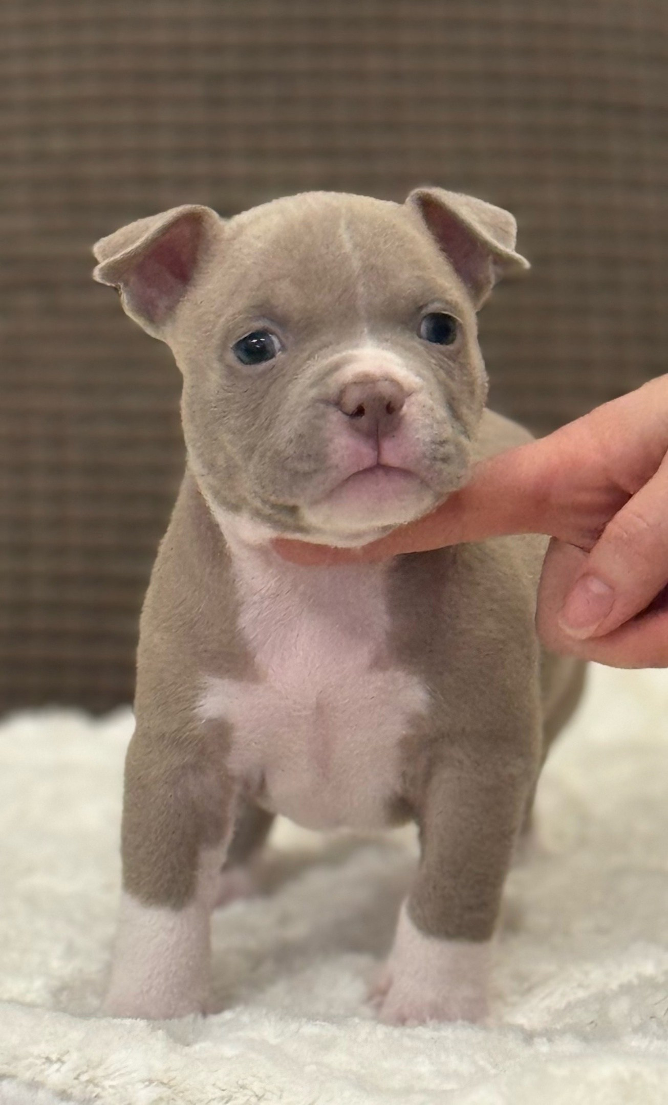 купить амбулли в Екатеринбурге