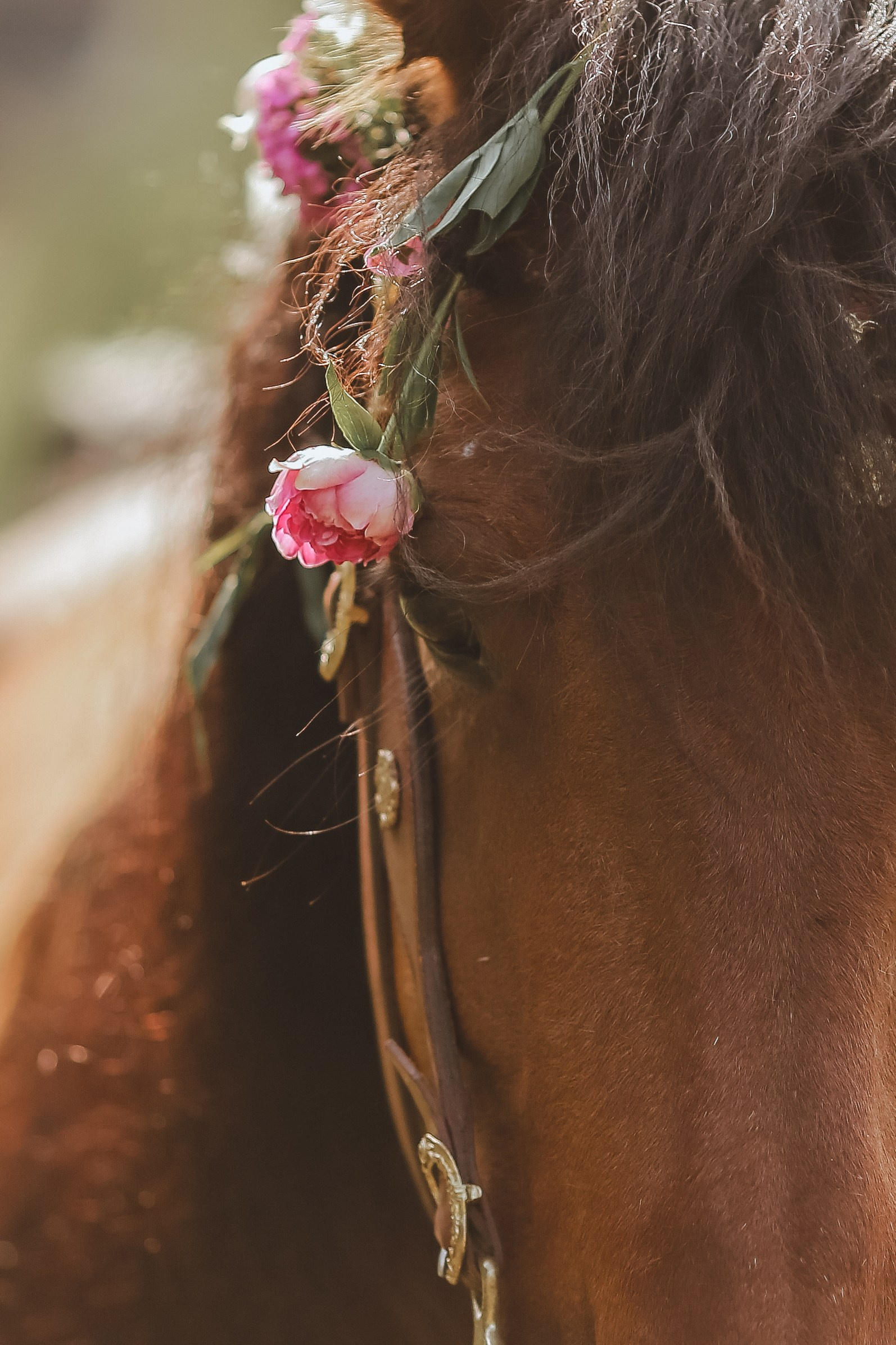 Для фотографов. Анна Молчанова конный фотограф в Тюмени | фотосессии с лошадьми Тюмень