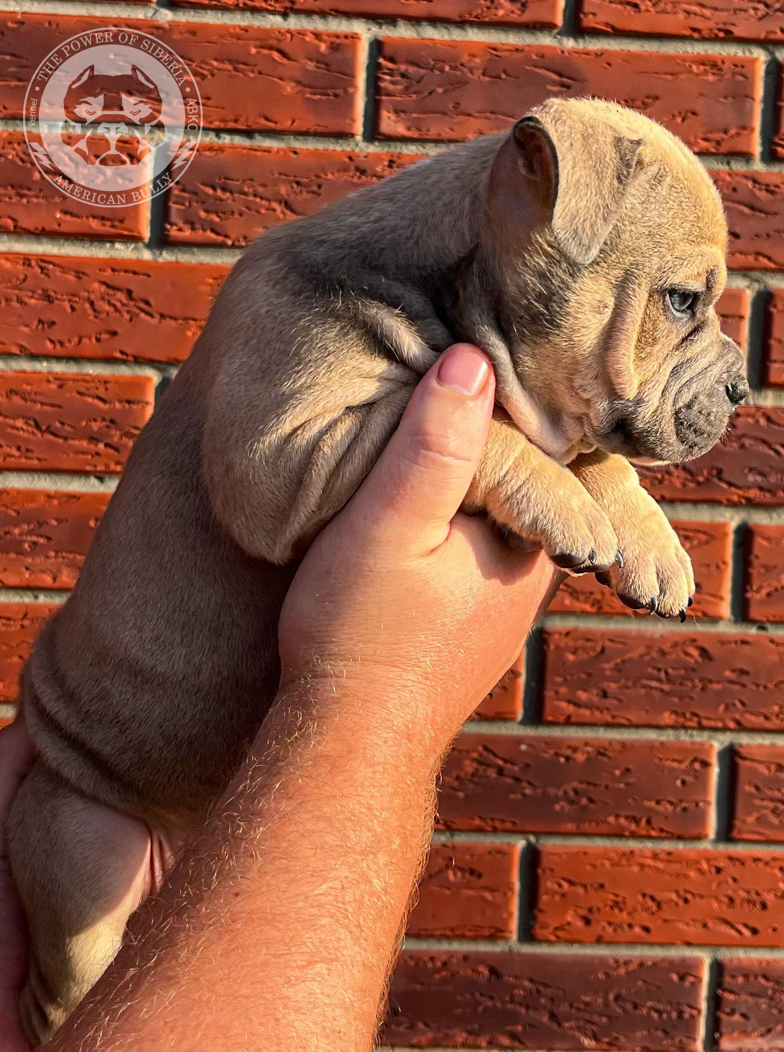 Помет Каспер и Тагира. 21.04.25. Американский Булли в г. Ростов-на-Дону. Питомник THE POWER OF SIBERIA