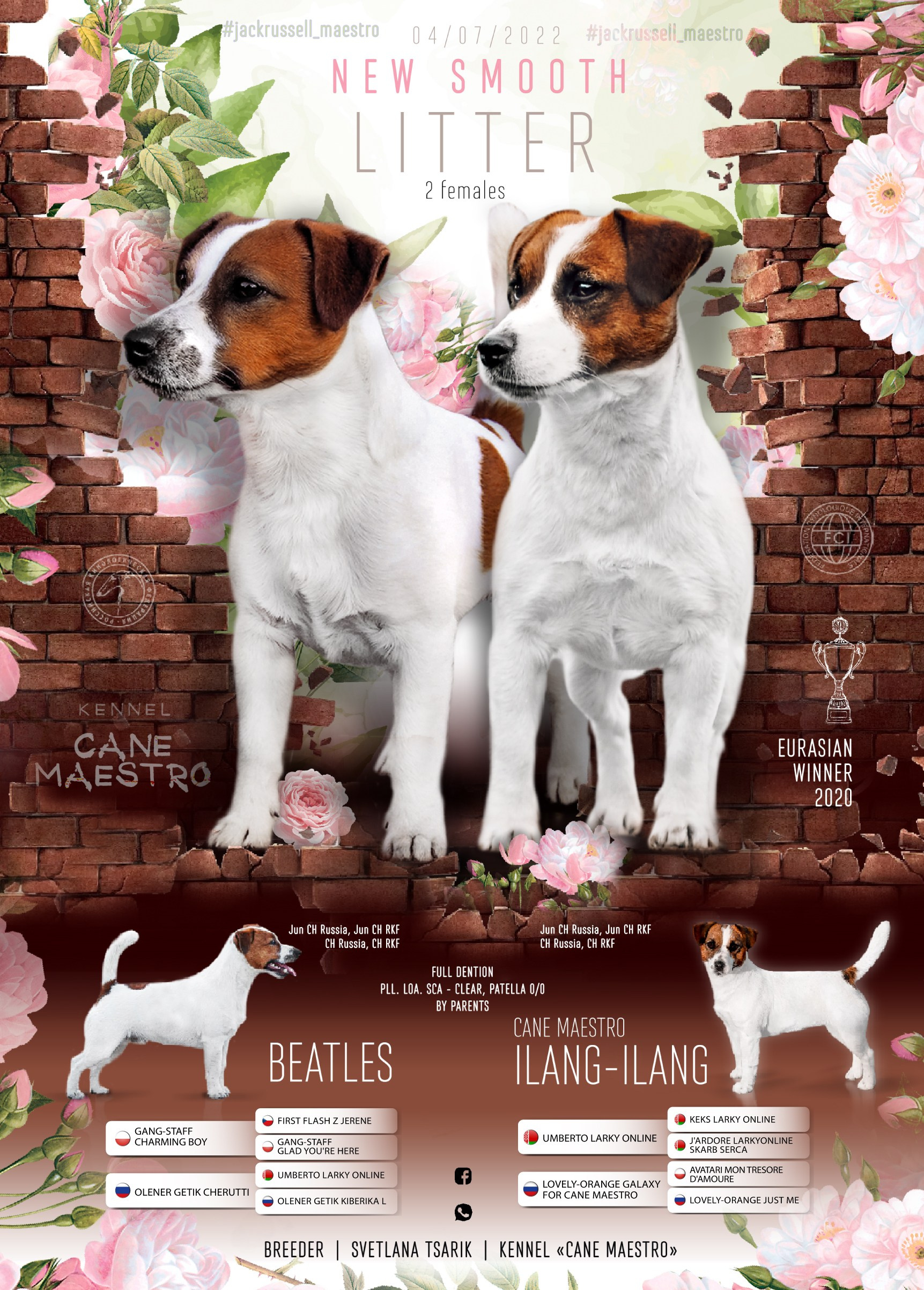 Джек рассел отзывы владельцев и покупателей щенков. CANE MAESTRO — kennel Jack Russell Terrier