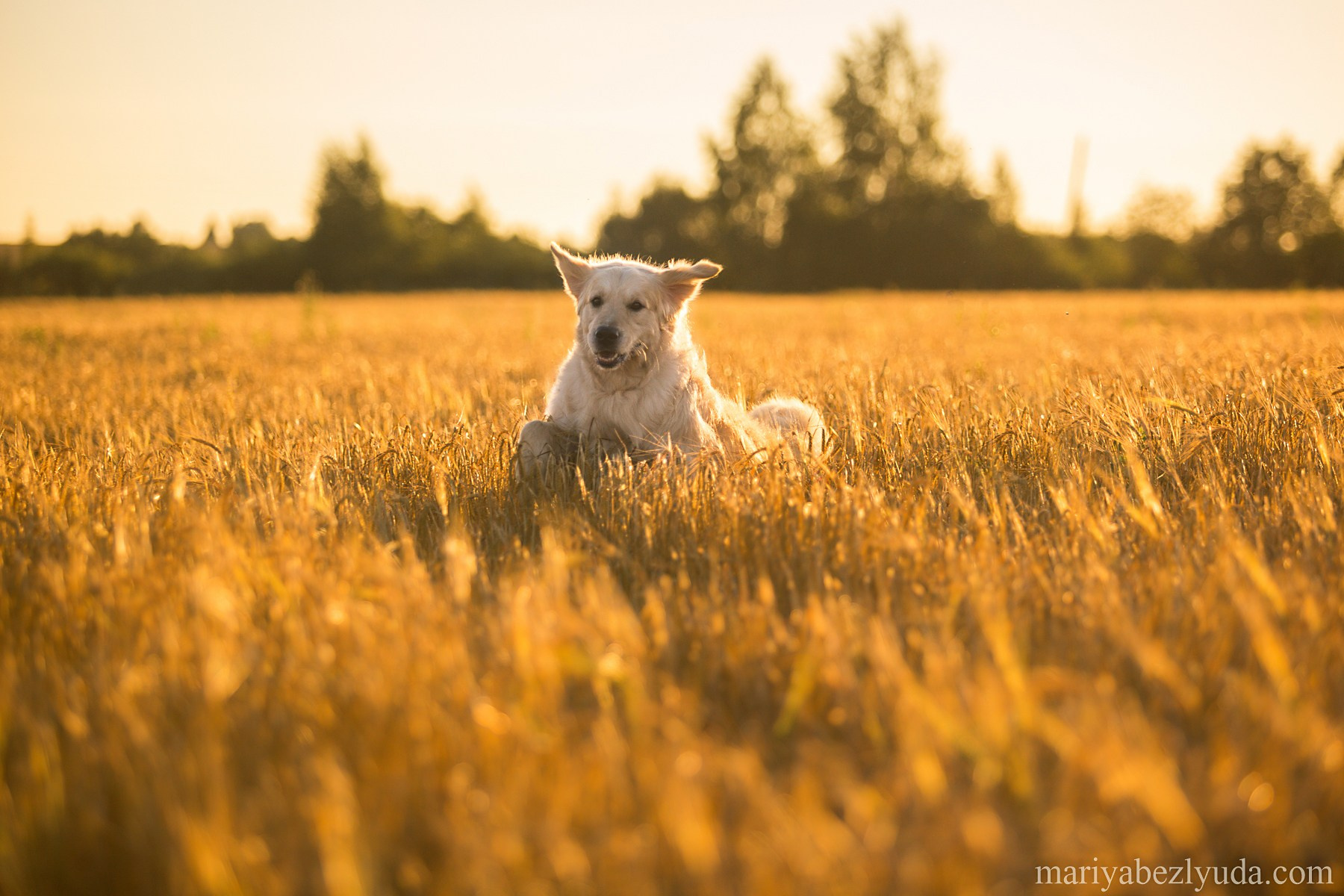 Фотосессии собак, анималистика, фотограф-анималист, анималист. Семейный и детский фотограф в Москве Мария Быкова