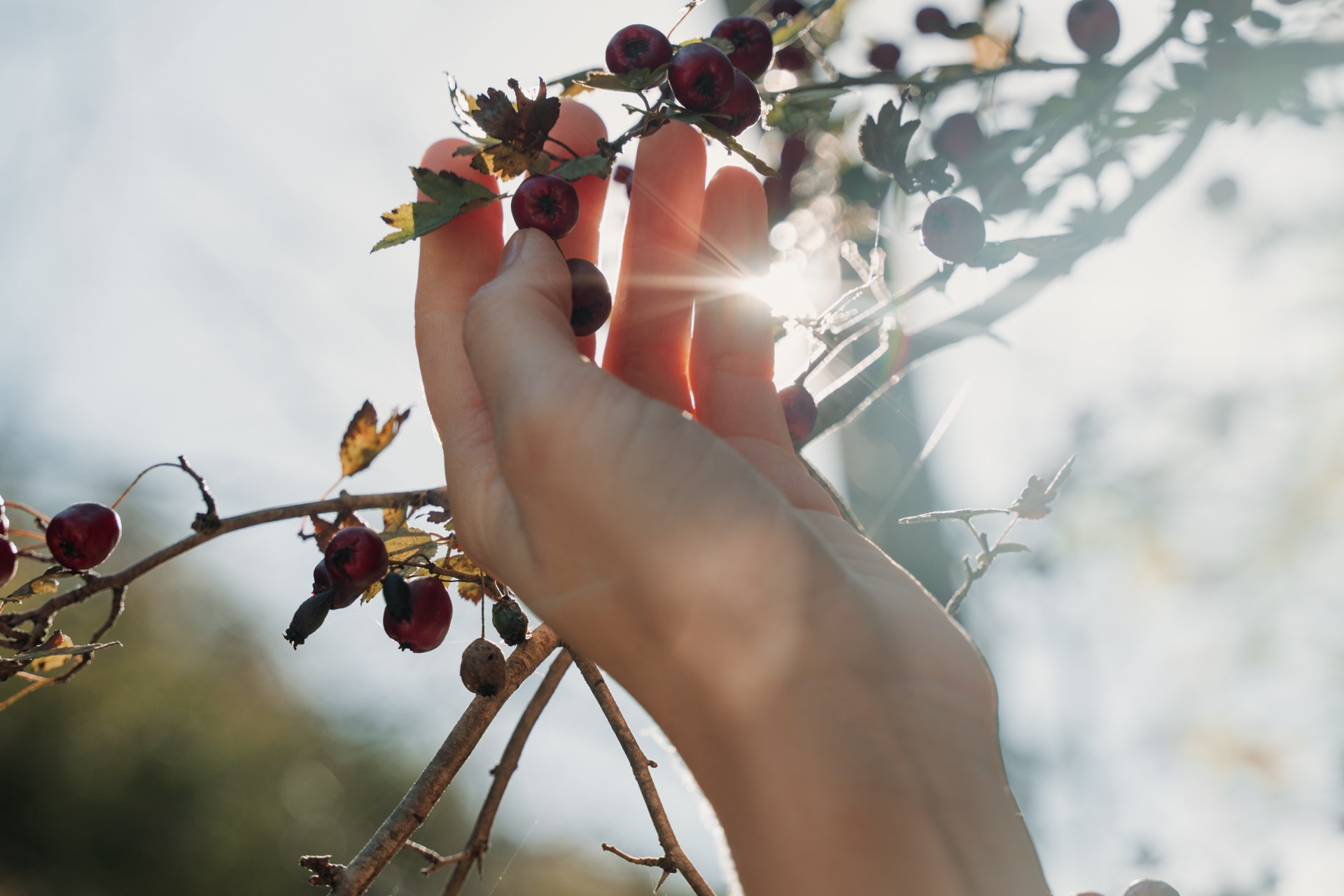 Фотография крупным планом руки и веток на фоне лучей