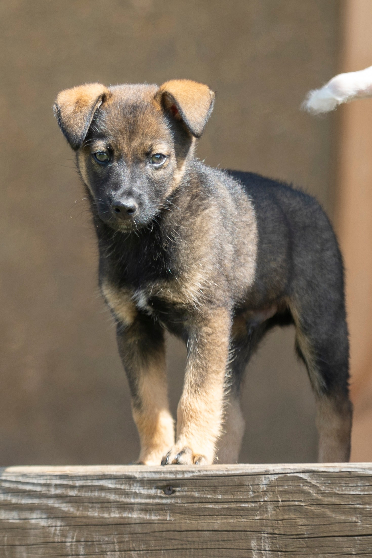 Бездомыши. Фотограф 📸 семейный, предметный, репортажный