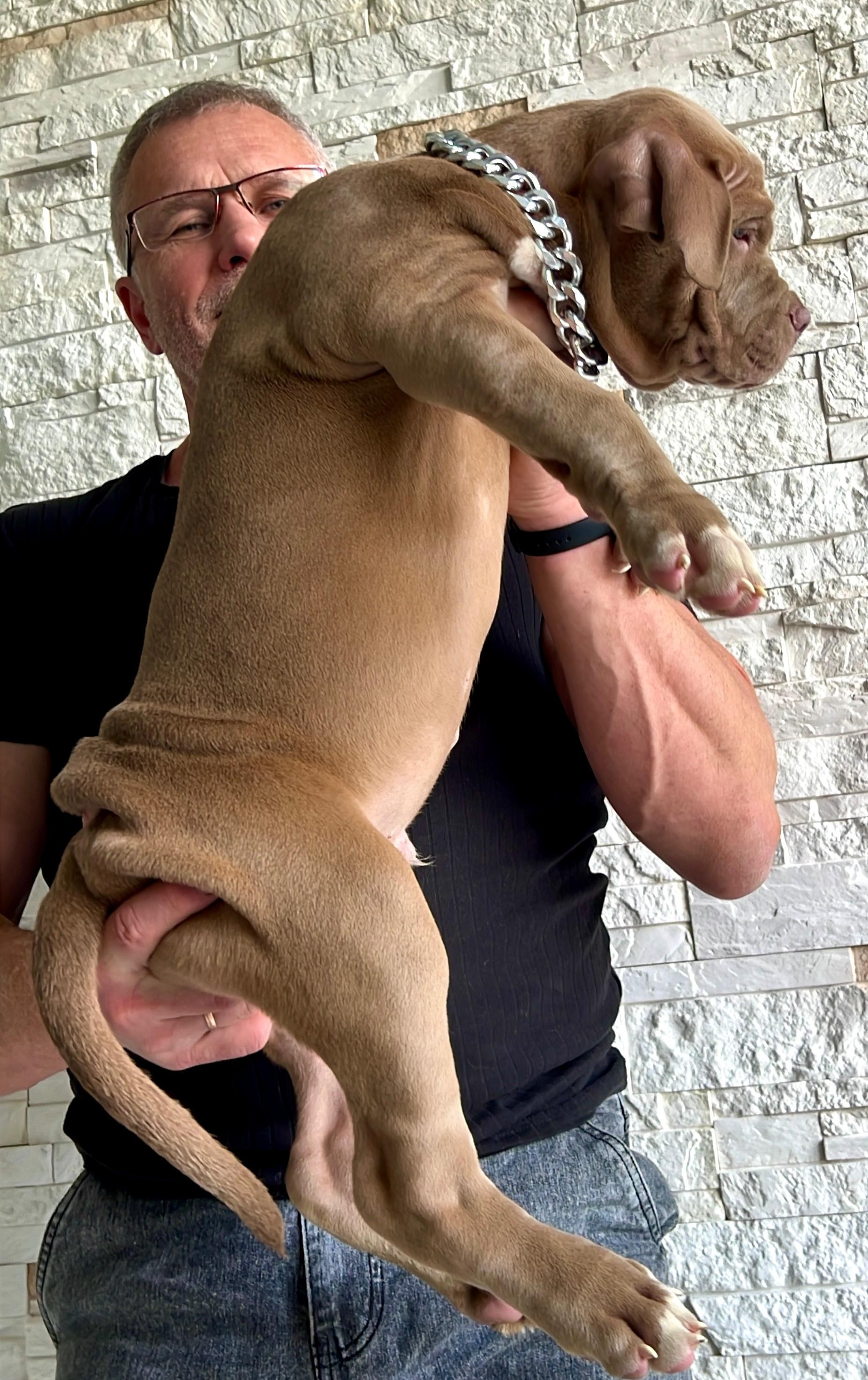 Hunter&Queenie, 10.09.25. Американские булли XL в г. Калининград. Питомник Great Bully UNIVERSE