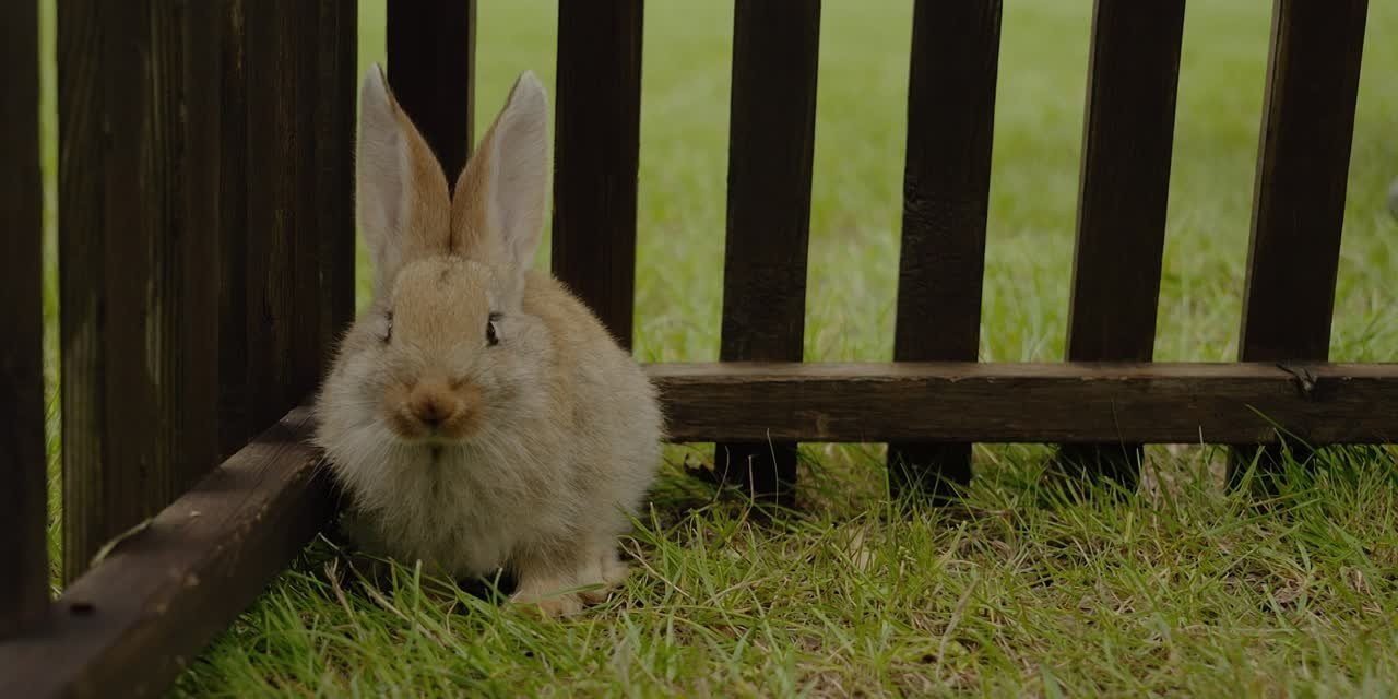Видеограф Сорокин Михаил