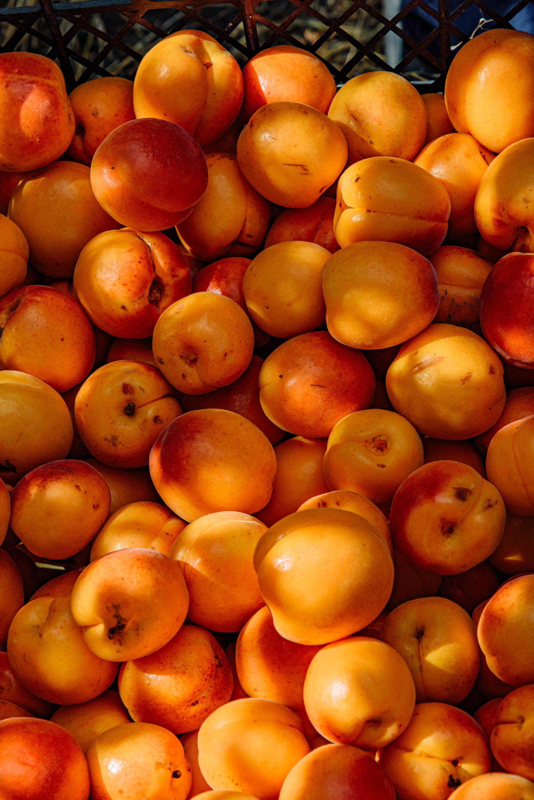 ОстрогожскСадПитомник