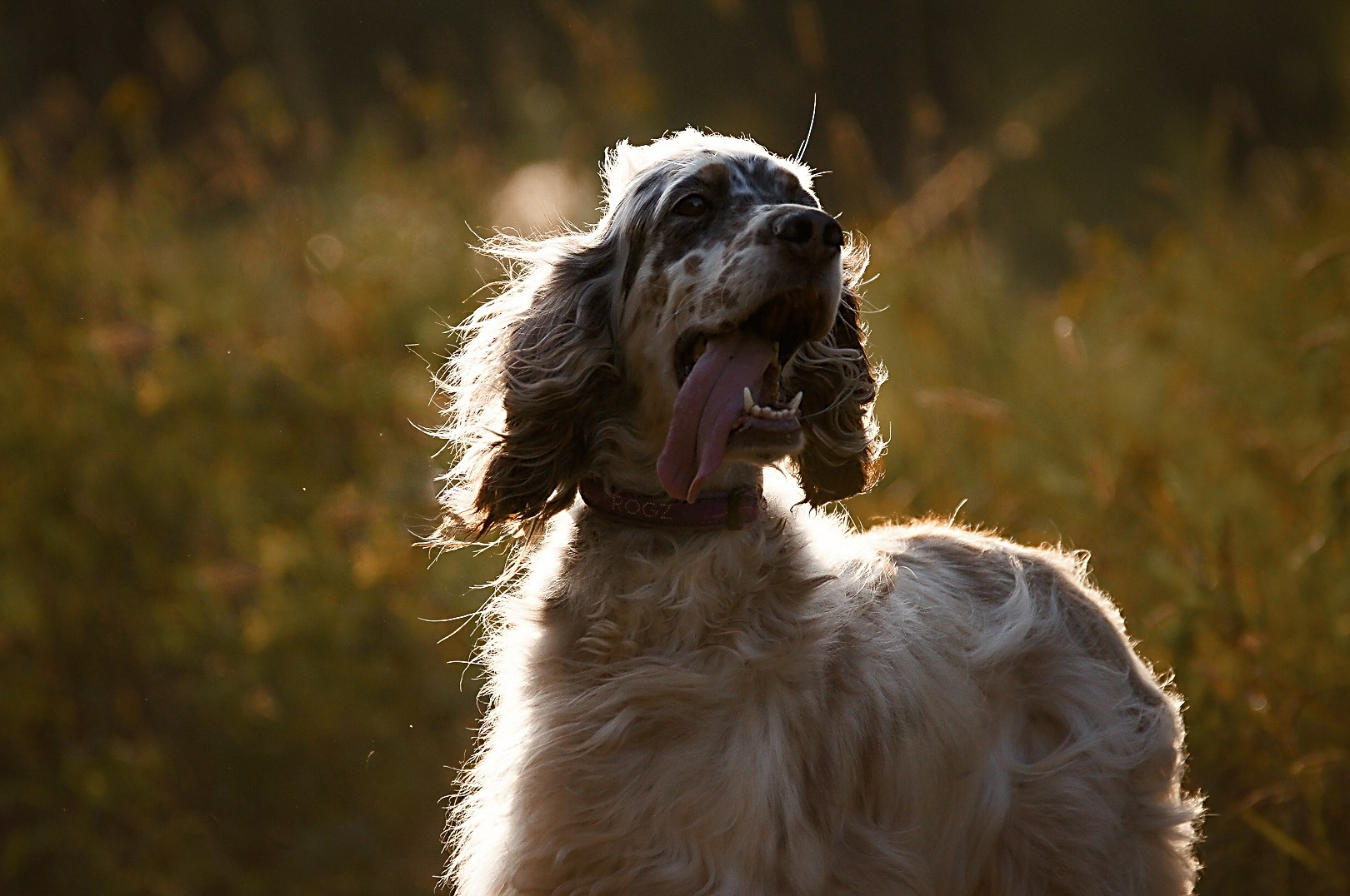 Собаки. Фотограф-анималист Нижний Новгород