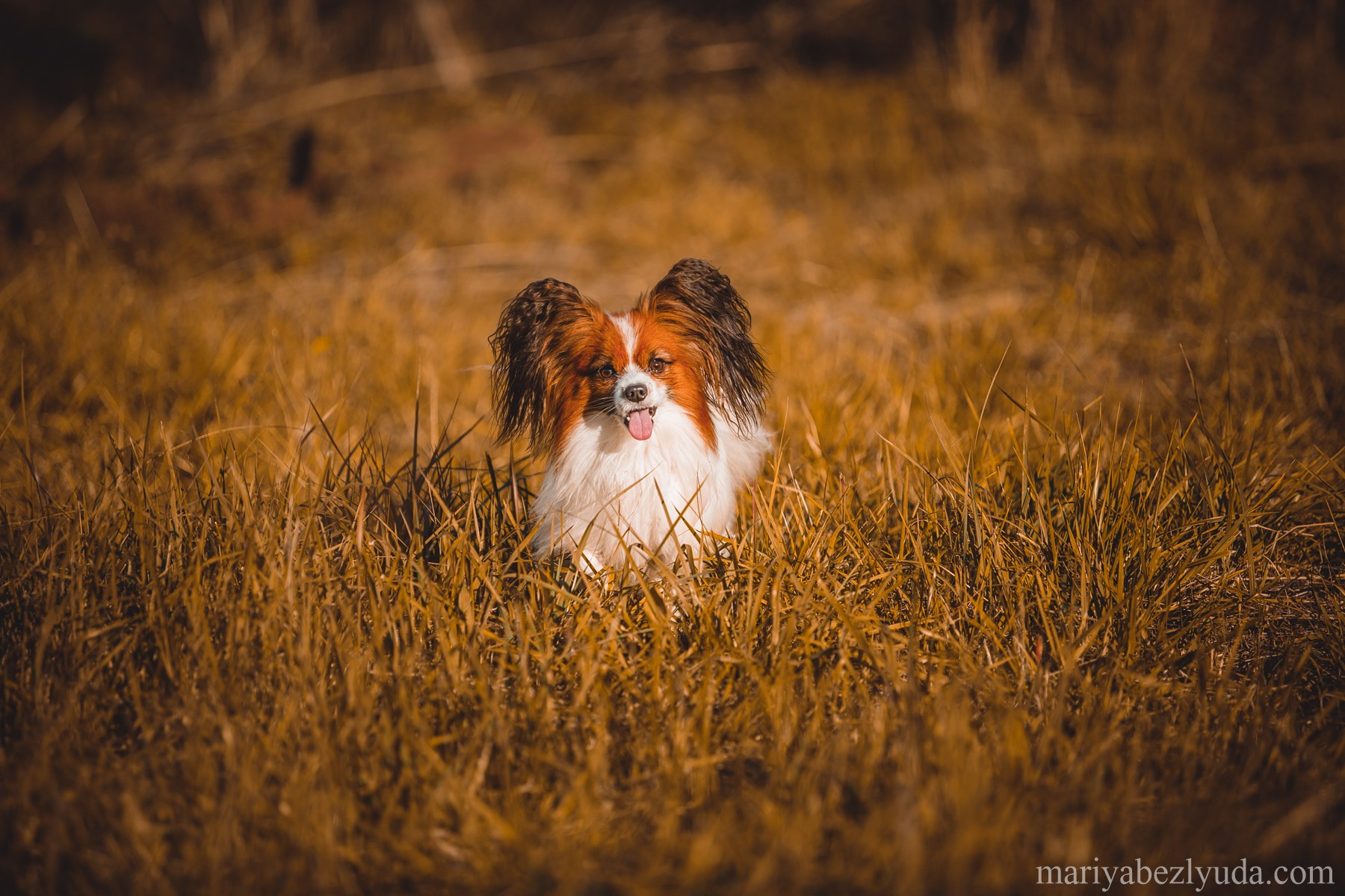 Фотосессии собак, анималистика, фотограф-анималист, анималист. Семейный и детский фотограф в Москве Мария Быкова