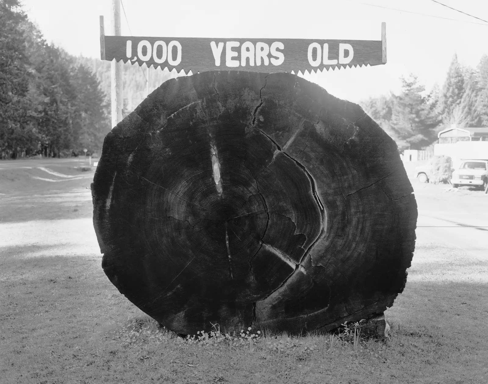 Курс «Фотография после жанра». Самоорганизация Низина