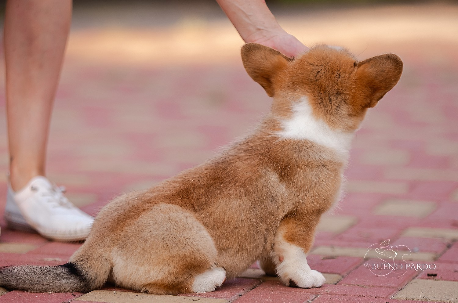 Щенки вельш корги пемброк из питомника. Питомник собак Акита, Хаски, Корги