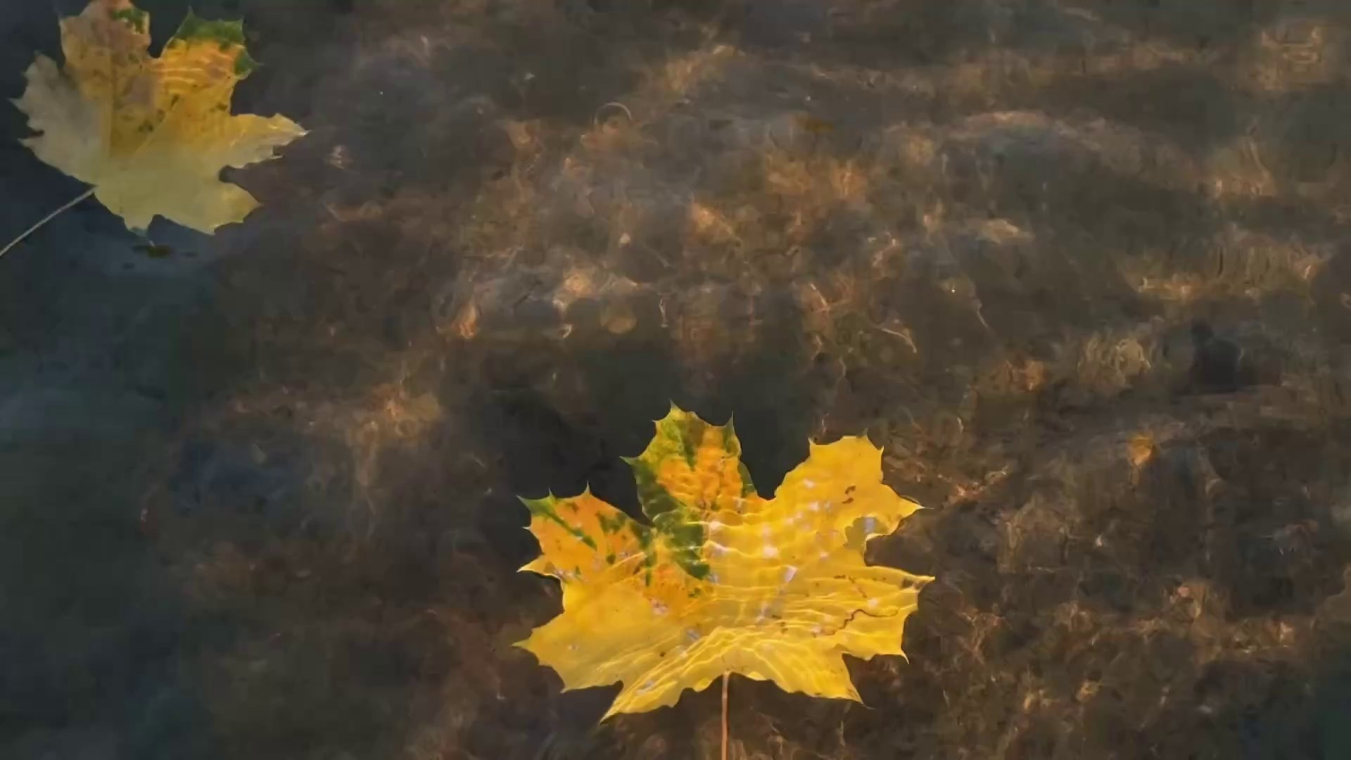 Услуги. Видеограф в Санкт-Петербурге Ирина Гордеева