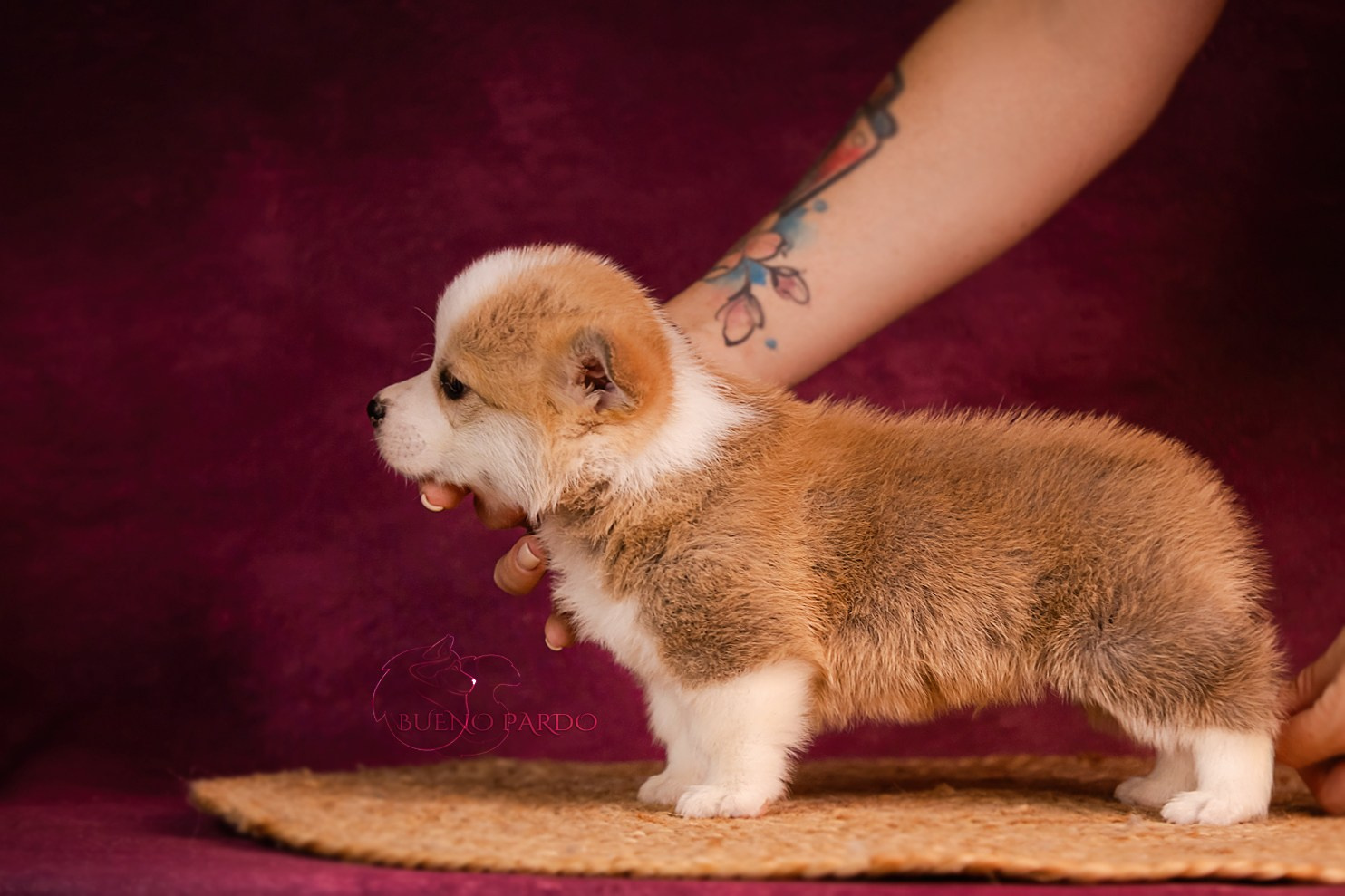 Щенки вельш корги пемброк из питомника. Питомник собак Акита, Хаски, Корги