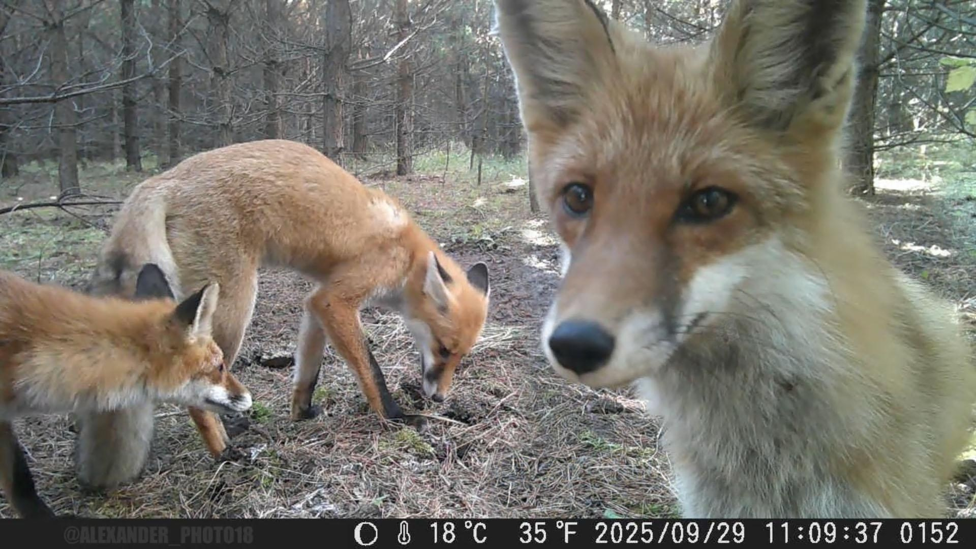 GREEN UDMURTIA. Фотографии дикой природы