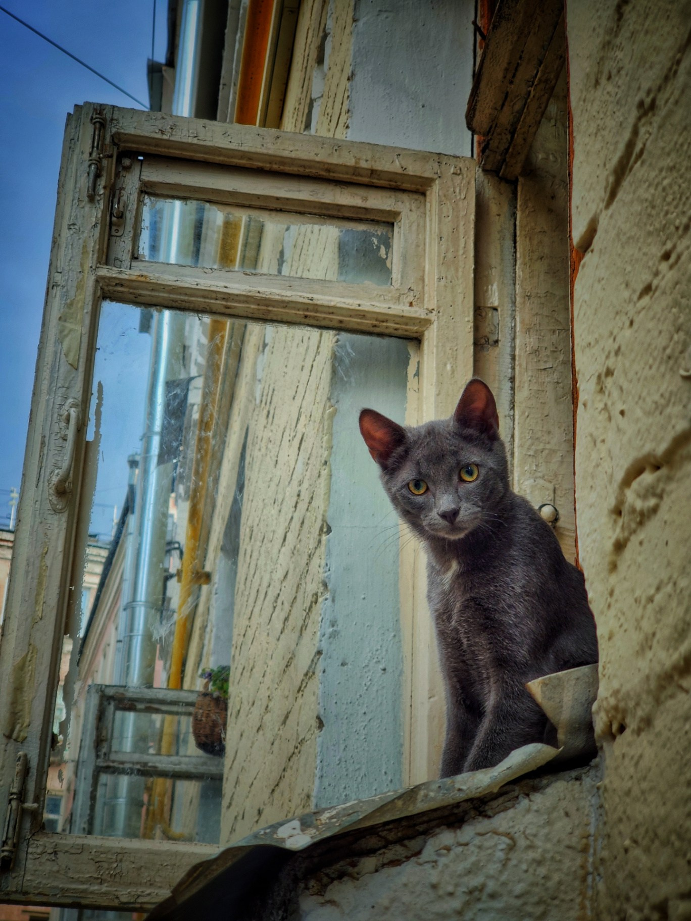 Серый кот сидит на подоконнике у открытого окна