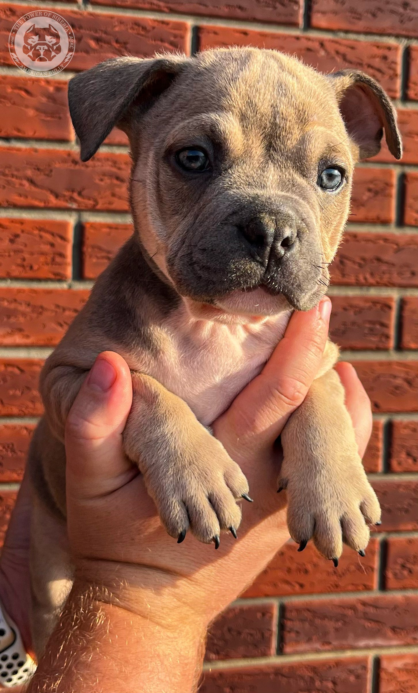 Помет Каспер и Тагира. 21.04.25. Американский Булли в г. Ростов-на-Дону. Питомник THE POWER OF SIBERIA