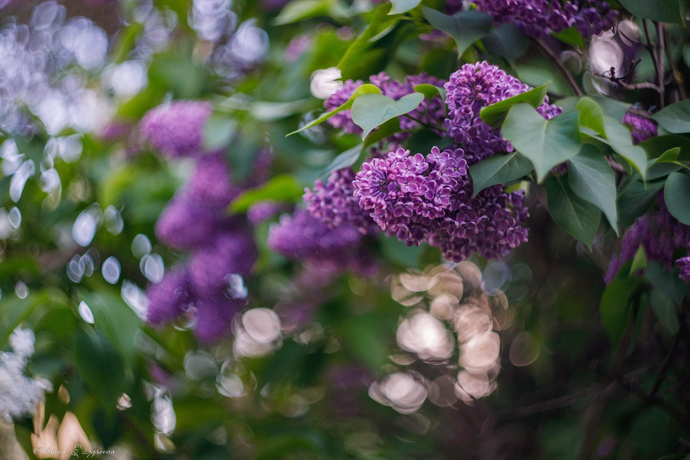 Том мест в Москве с сиренью. Sysoevaoksana