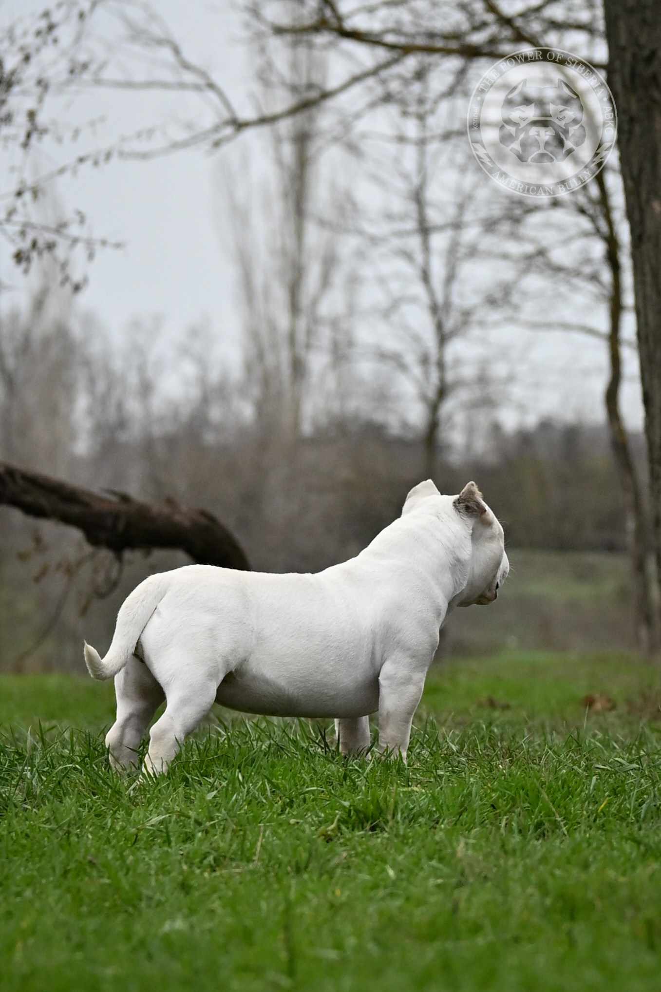 THE POWER OF SIBERIA ASYA. Американский Булли в г. Ростов-на-Дону. Питомник THE POWER OF SIBERIA