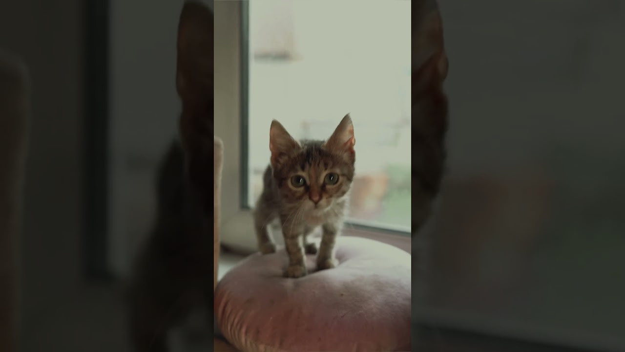 ВИДЕО. Видеомейкер, видеооператор из Казани Ильнур Еналиев