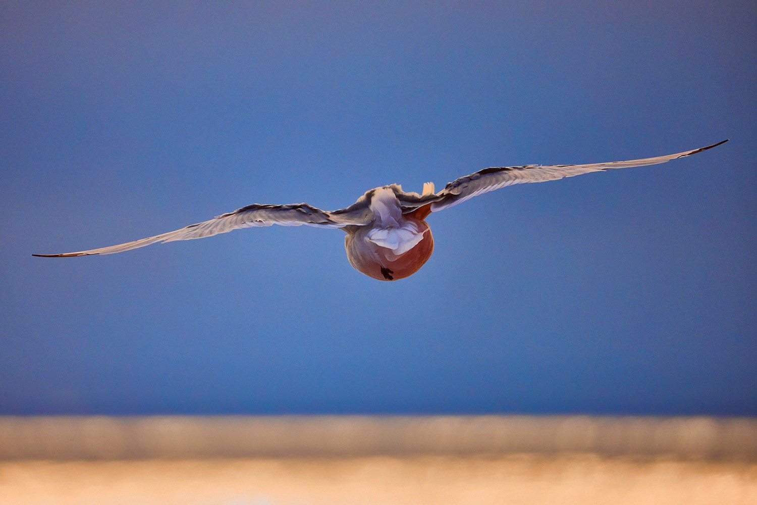 Рожнов Сергей. Международная онлайн-фотошкола Сергея Рожнова