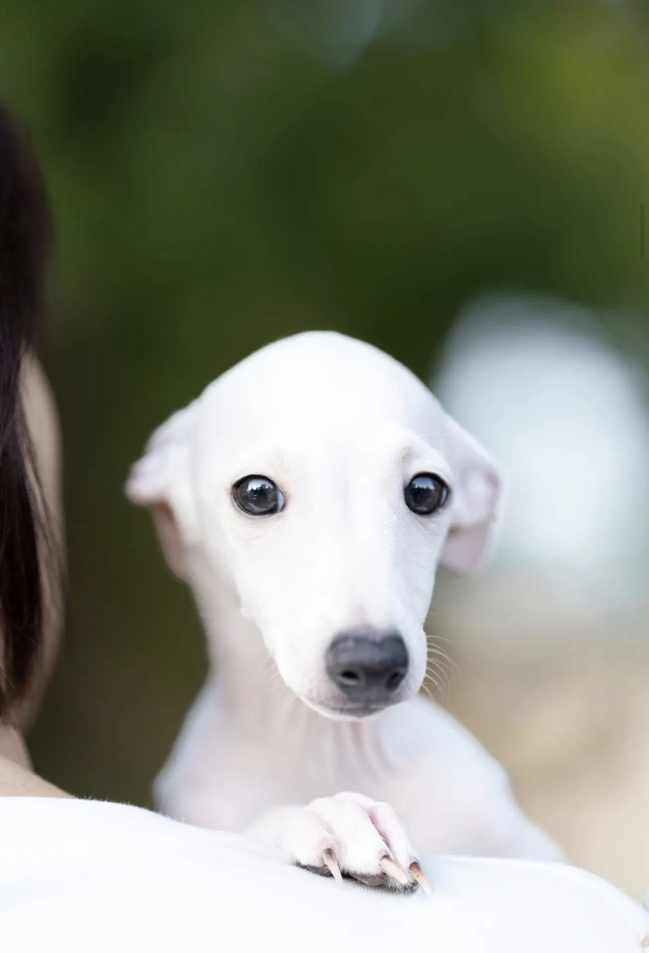 Два брата Сэм и Саймон. Professional Italian Greyhound Kennel RKF/FCI ASTI SAPPHIRE 💎 Sochi|St. Petersburg