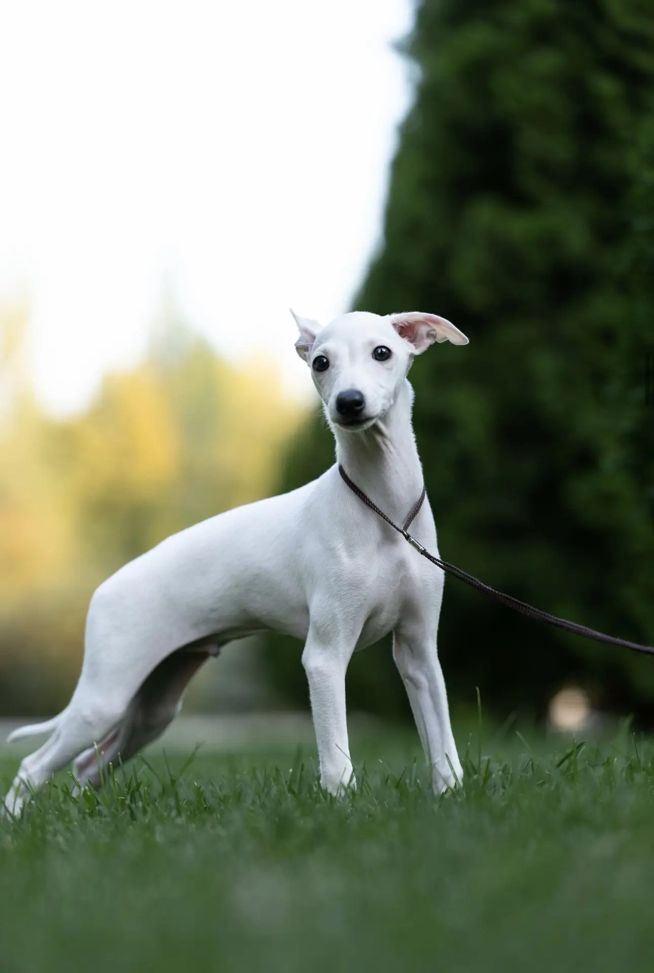 Два брата Сэм и Саймон. Professional Italian Greyhound Kennel RKF/FCI ASTI SAPPHIRE 💎 Sochi|St. Petersburg