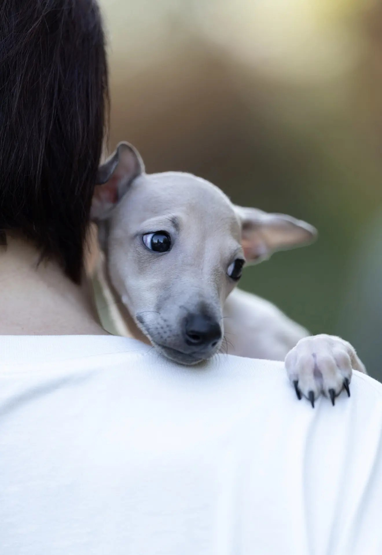 Два брата Сэм и Саймон. Professional Italian Greyhound Kennel RKF/FCI ASTI SAPPHIRE 💎 Sochi|St. Petersburg