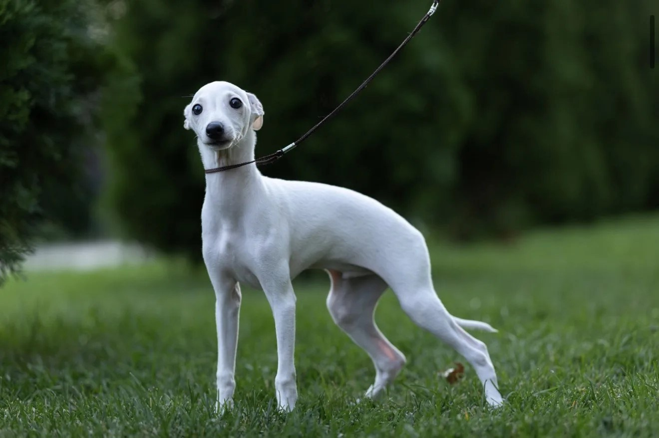 Два брата Сэм и Саймон. Professional Italian Greyhound Kennel RKF/FCI ASTI SAPPHIRE 💎 Sochi|St. Petersburg