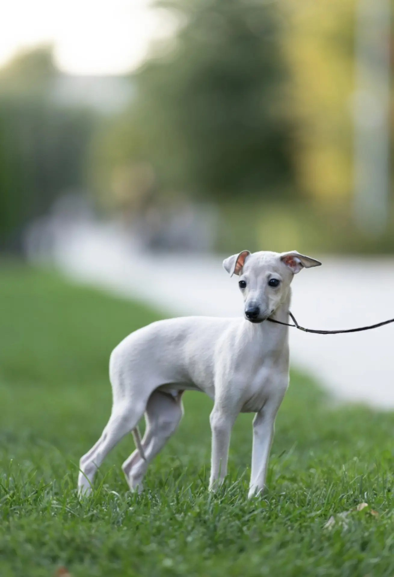 Два брата Сэм и Саймон. Professional Italian Greyhound Kennel RKF/FCI ASTI SAPPHIRE 💎 Sochi|St. Petersburg