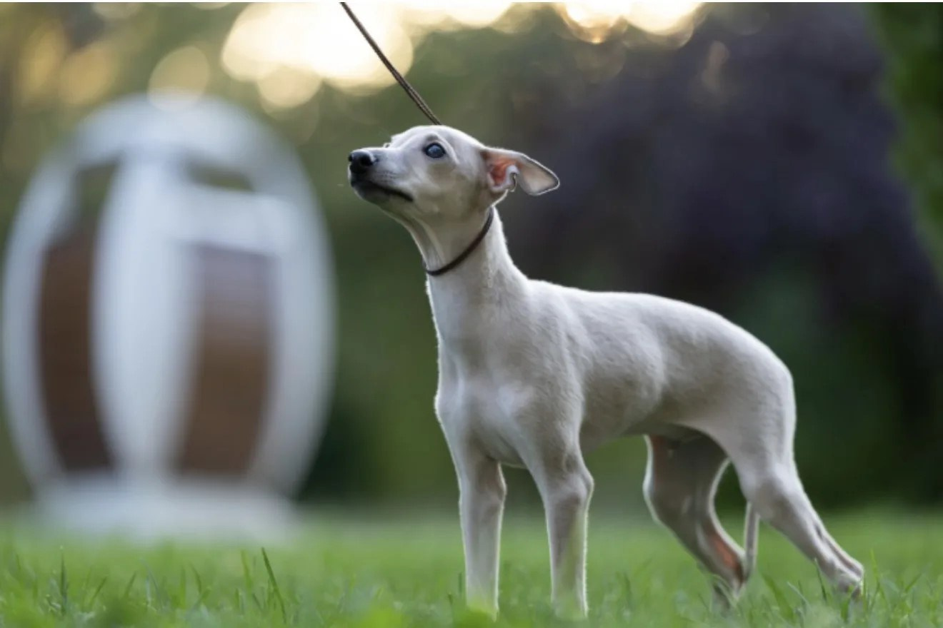 Два брата Сэм и Саймон. Professional Italian Greyhound Kennel RKF/FCI ASTI SAPPHIRE 💎 Sochi|St. Petersburg