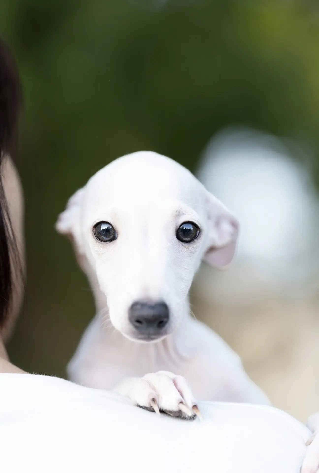 Два брата Сэм и Саймон. Professional Italian Greyhound Kennel RKF/FCI ASTI SAPPHIRE 💎 Sochi|St. Petersburg