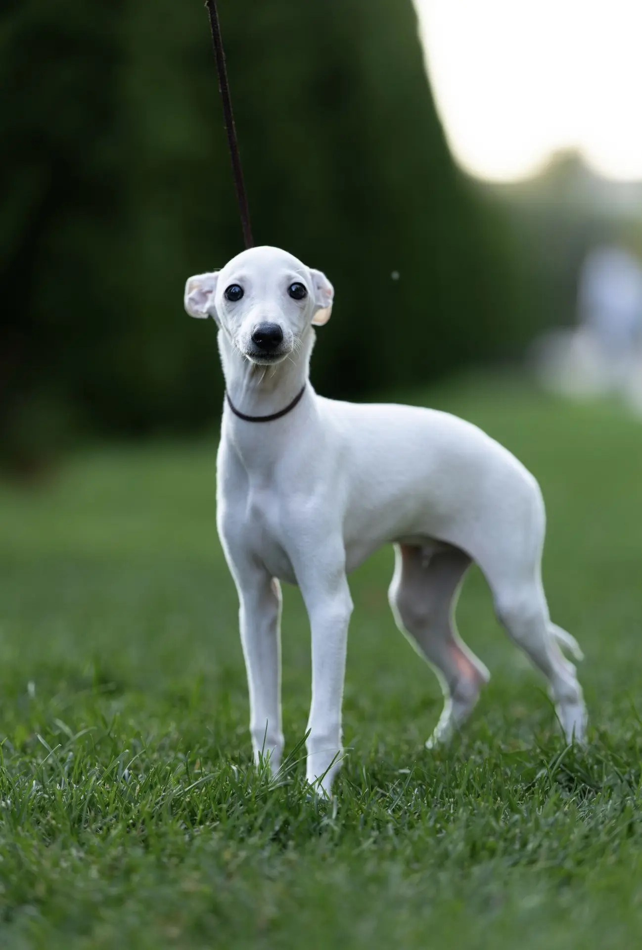 Два брата Сэм и Саймон. Professional Italian Greyhound Kennel RKF/FCI ASTI SAPPHIRE 💎 Sochi|St. Petersburg