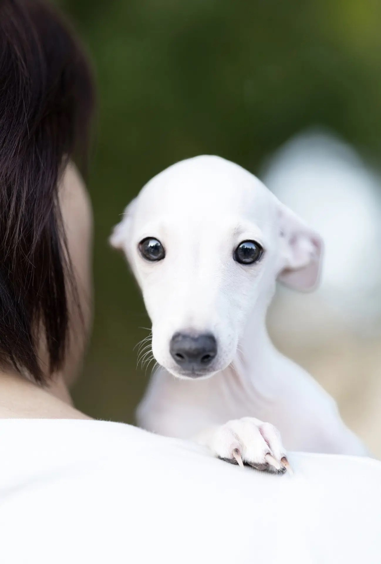 Два брата Сэм и Саймон. Professional Italian Greyhound Kennel RKF/FCI ASTI SAPPHIRE 💎 Sochi|St. Petersburg