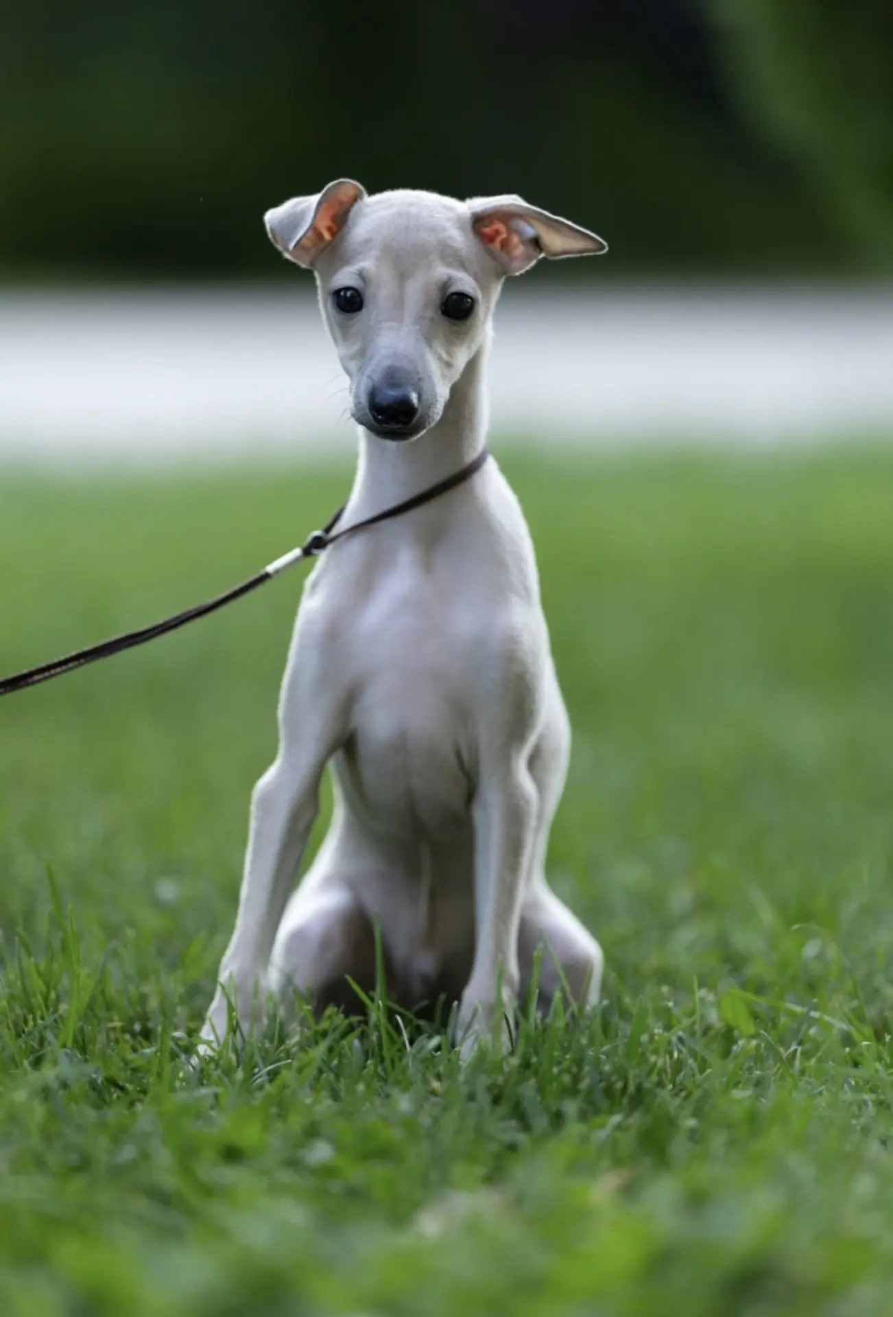 Два брата Сэм и Саймон. Professional Italian Greyhound Kennel RKF/FCI ASTI SAPPHIRE 💎 Sochi|St. Petersburg