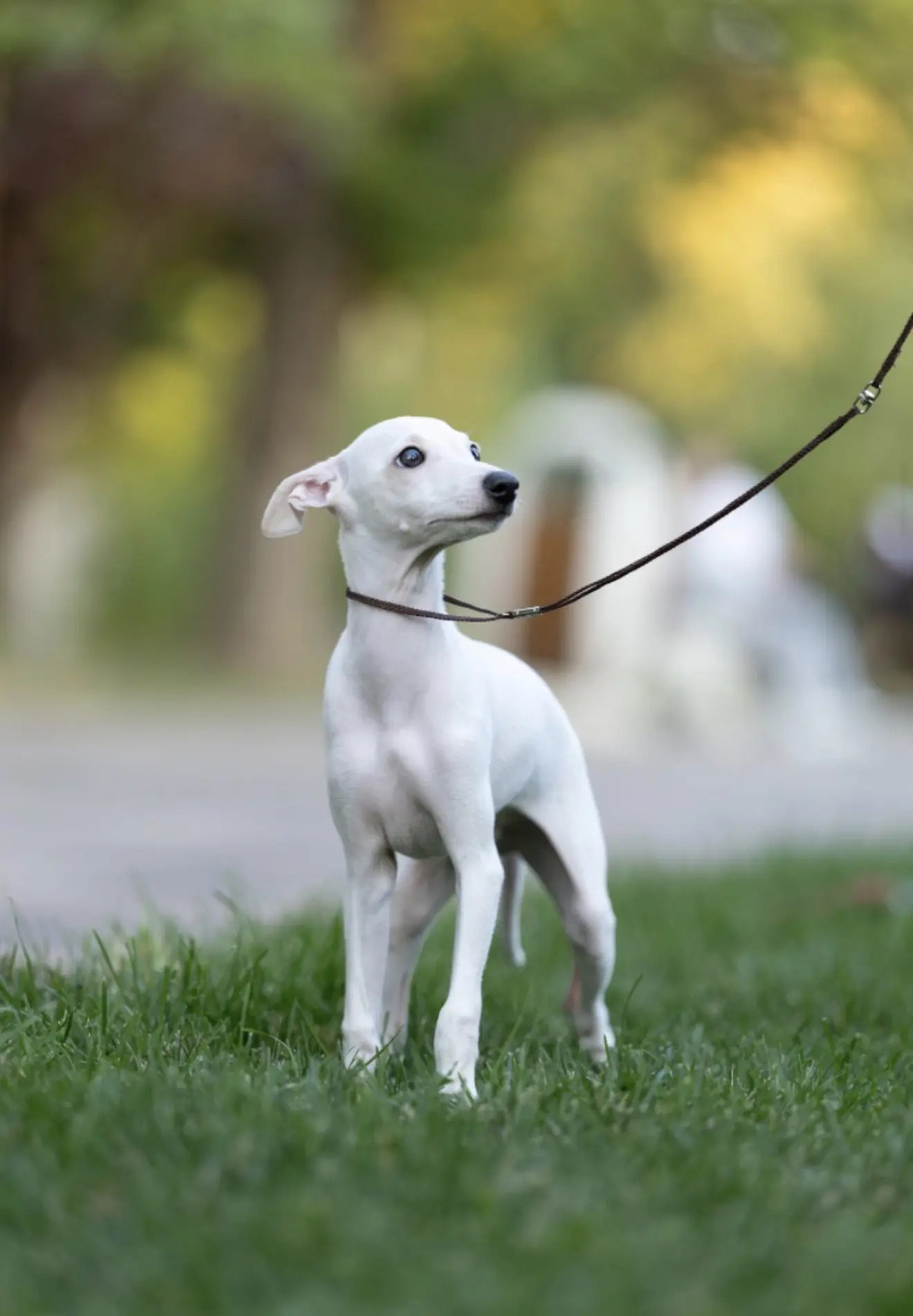 Два брата Сэм и Саймон. Professional Italian Greyhound Kennel RKF/FCI ASTI SAPPHIRE 💎 Sochi|St. Petersburg