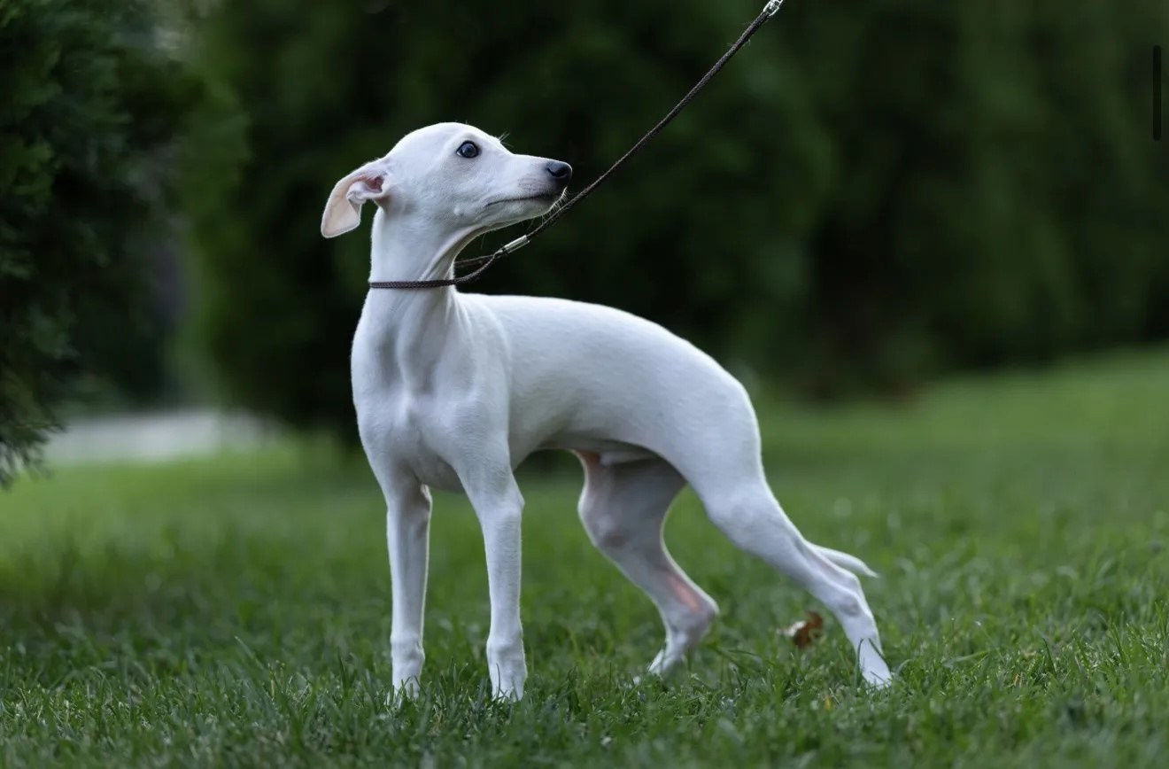 Два брата Сэм и Саймон. Professional Italian Greyhound Kennel RKF/FCI ASTI SAPPHIRE 💎 Sochi|St. Petersburg