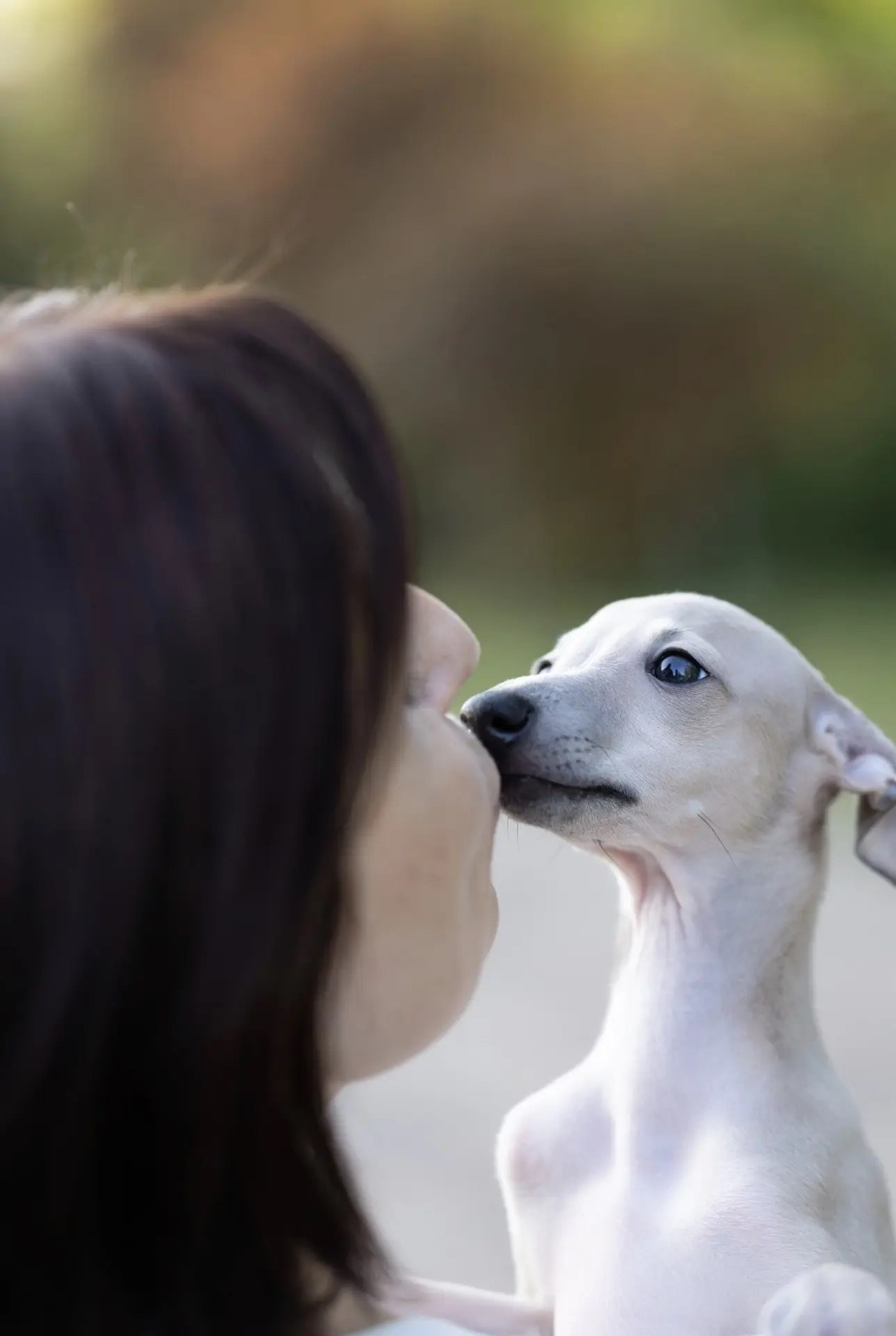 Два брата Сэм и Саймон. Professional Italian Greyhound Kennel RKF/FCI ASTI SAPPHIRE 💎 Sochi|St. Petersburg