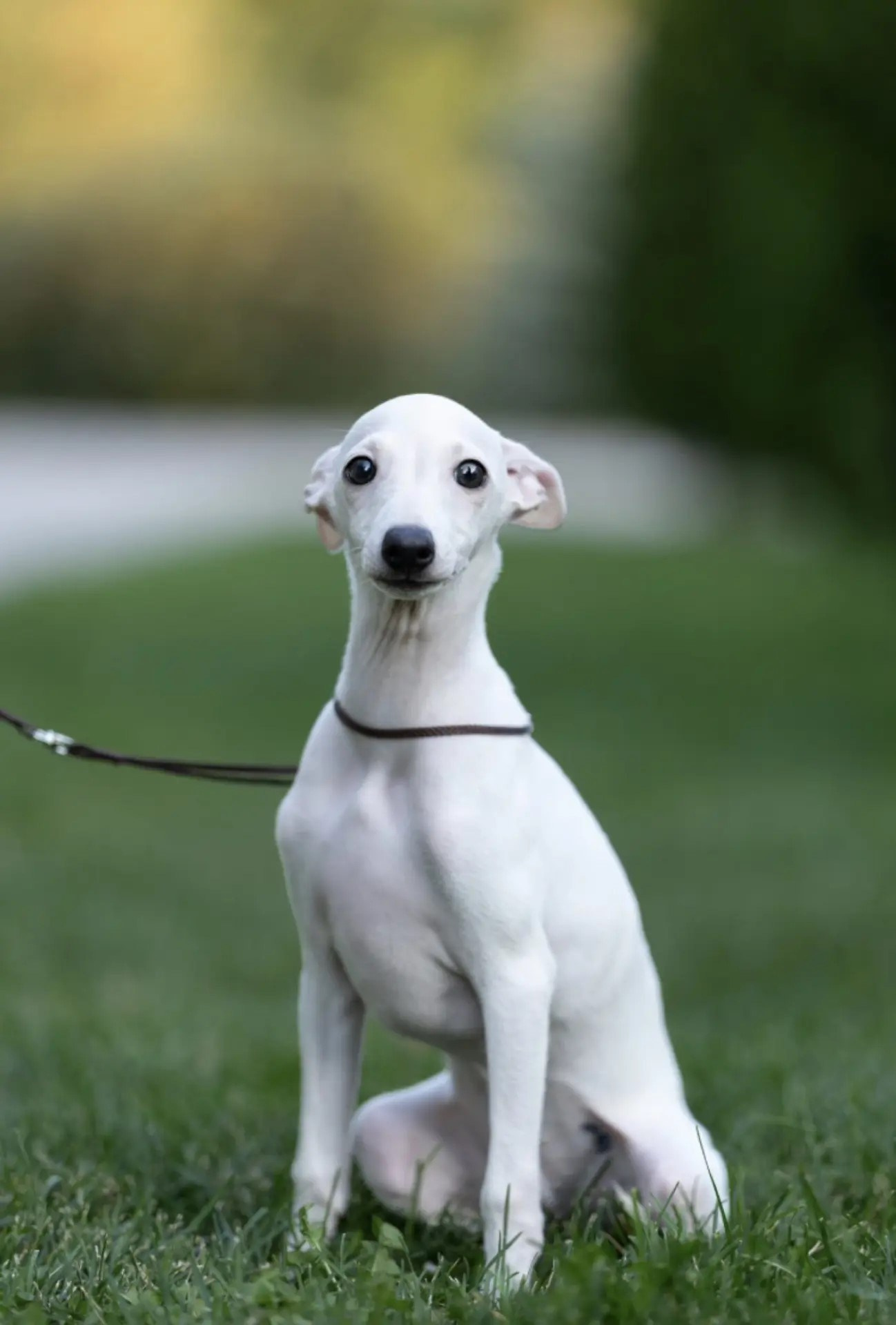 Два брата Сэм и Саймон. Professional Italian Greyhound Kennel RKF/FCI ASTI SAPPHIRE 💎 Sochi|St. Petersburg