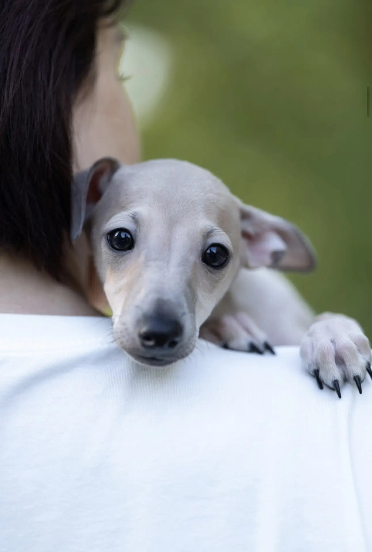 Два брата Сэм и Саймон. Professional Italian Greyhound Kennel RKF/FCI ASTI SAPPHIRE 💎 Sochi|St. Petersburg