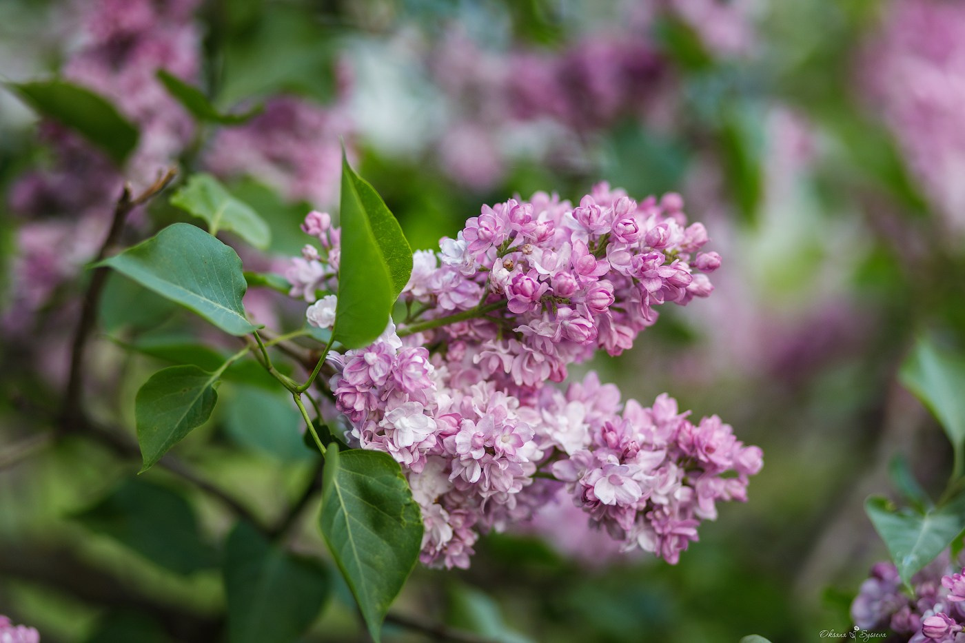Цветущая Москва