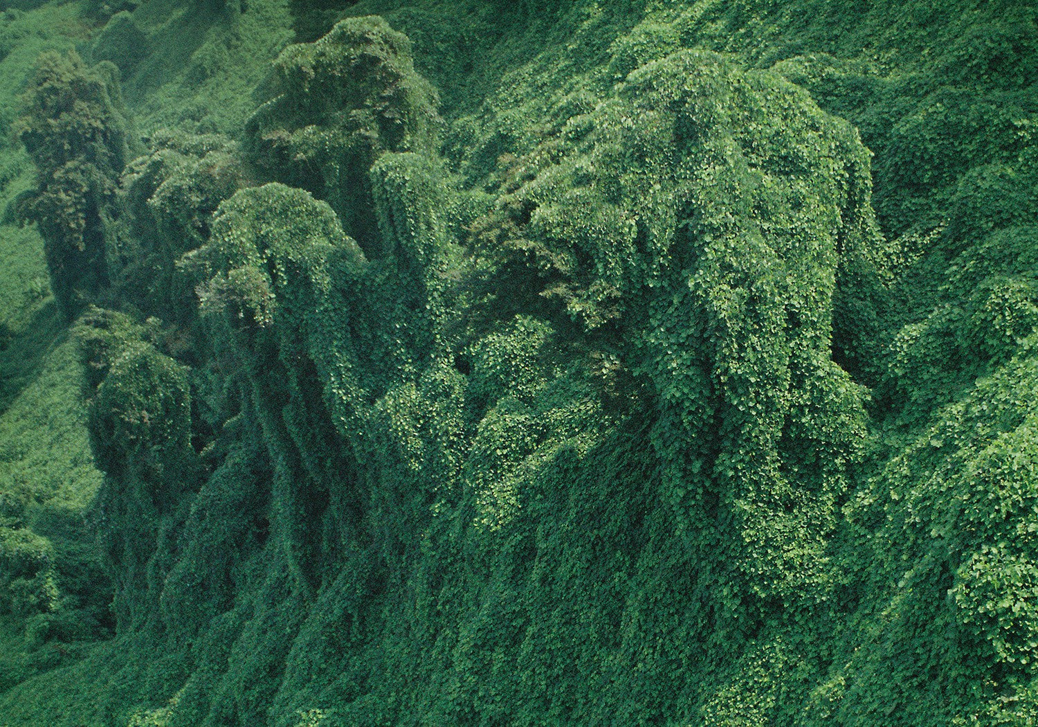 Таня Щербинина «Strange landscapes». Самоорганизация Низина