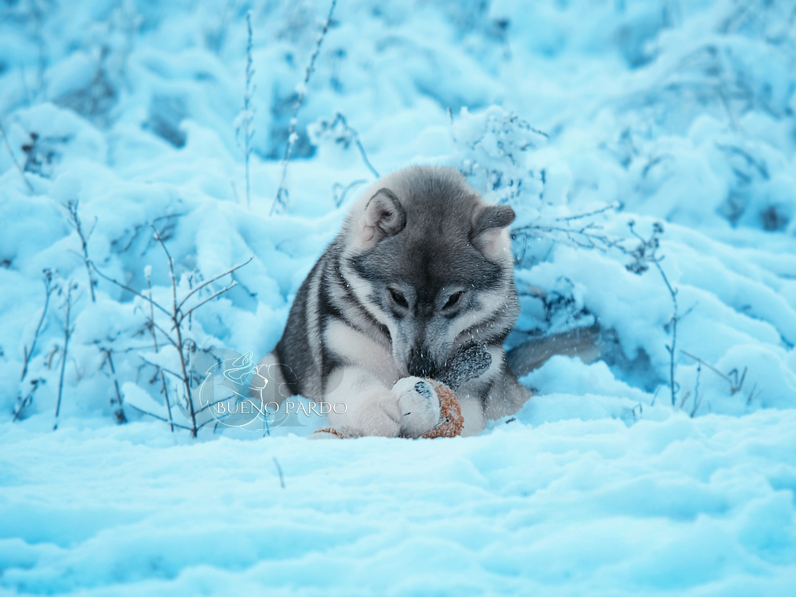Щенки сибирского хаски из питомника. Питомник собак Акита, Хаски, Корги