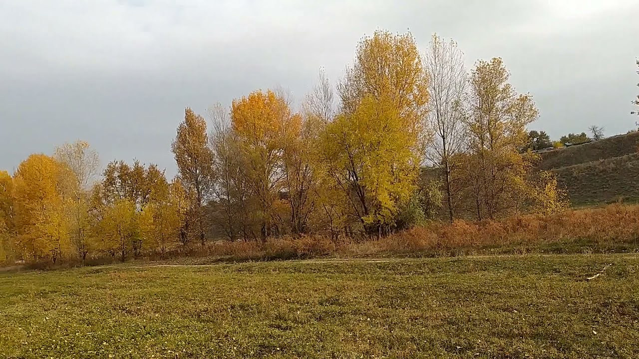 Синрин-йоку. Марина Рыбкина — Глубинная психология