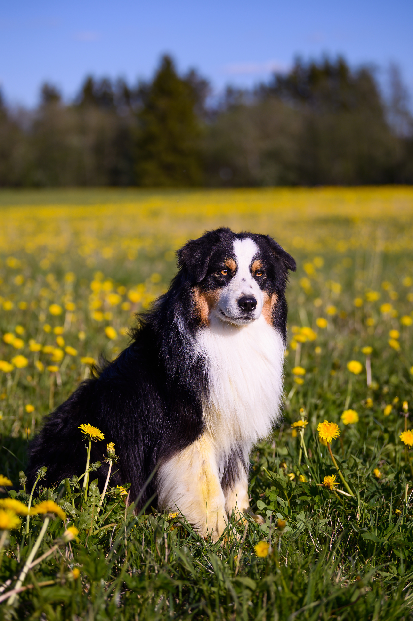 ШЕЛДОН. Питомник австралийских овчарок «APPLEDORE»