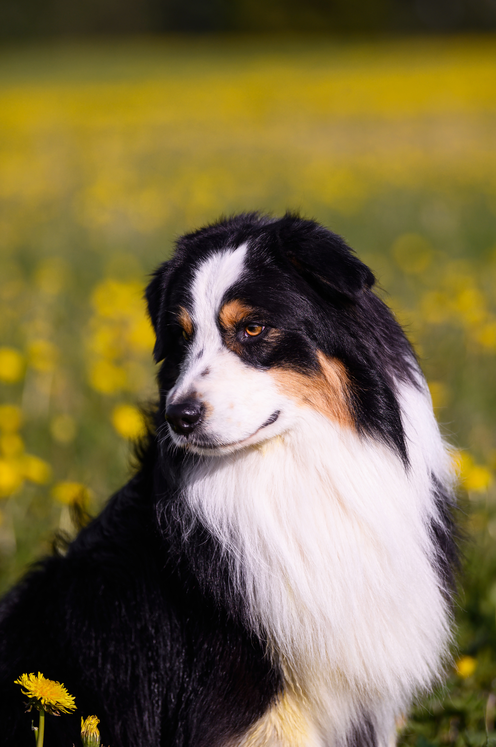 ШЕЛДОН. Питомник австралийских овчарок «APPLEDORE»