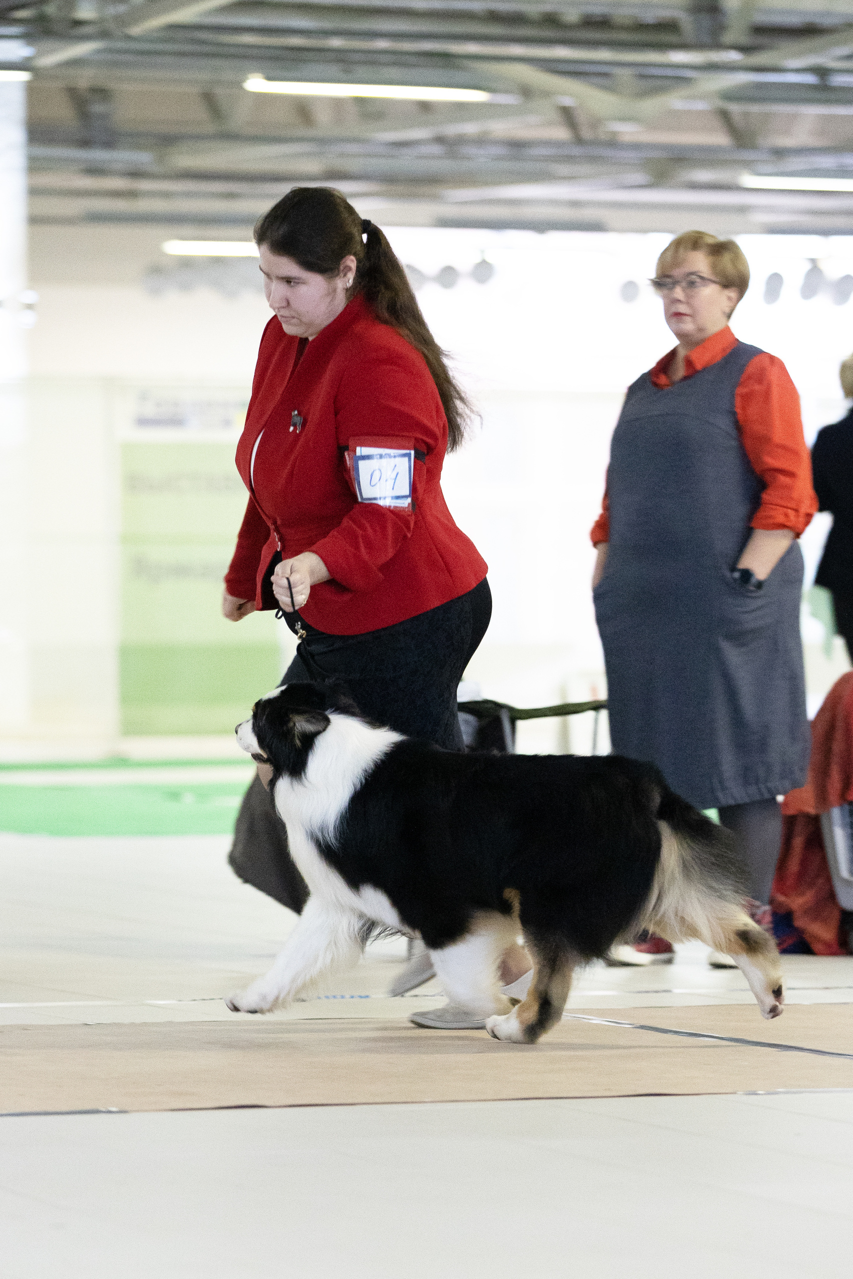 ШЕЛДОН. Питомник австралийских овчарок «APPLEDORE»