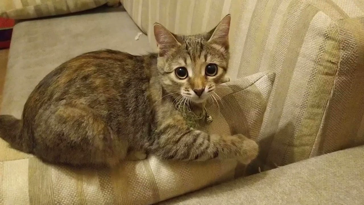 Юмор. Марина Рыбкина — Глубинная психология