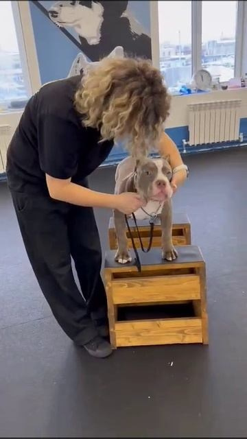 Булли стандарт кобель Локомотив. ПИТОМНИК СОБАК ПОРОДЫ АМЕРИКАНСКИЙ БУЛЛИ