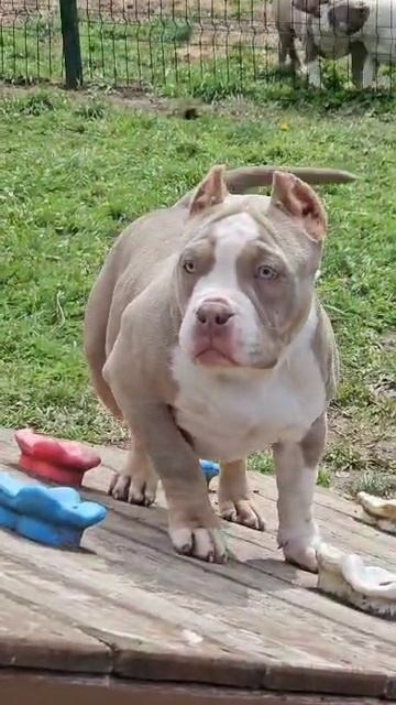 Дети Зидана. ПИТОМНИК СОБАК ПОРОДЫ АМЕРИКАНСКИЙ БУЛЛИ